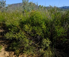 Rafnia diffusa