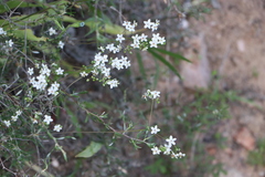 Pharnaceum lanatum