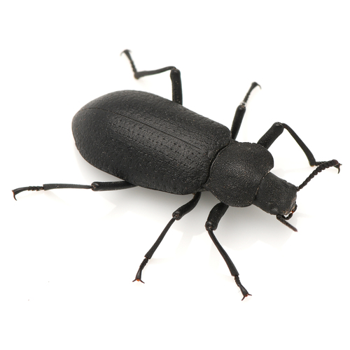 Serrated Darkling Beetle photo 4
