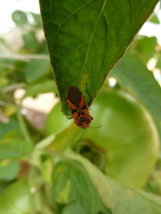 Spilostethus furcula