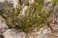 Coleonema juniperinum
