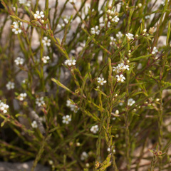 Coleonema juniperinum