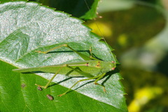 Phaneroptera nana