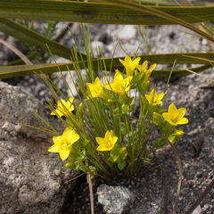 Sebaea sulphurea