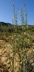 Chlorophytum viscosum