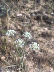 Perideridia pringlei