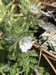 Phacelia cryptantha