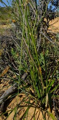 Chlorophytum viscosum
