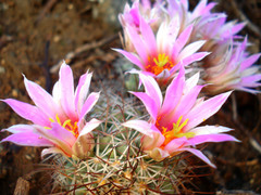 Mammillaria schumannii