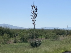 Yucca elata