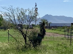 Yucca elata