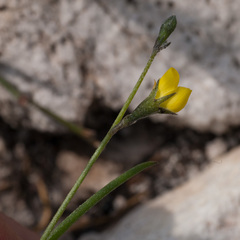 Lebeckia wrightii