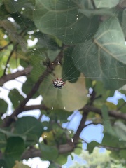 Gasteracantha cancriformis