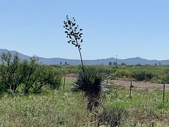 Yucca elata