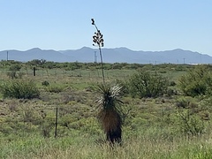 Yucca elata