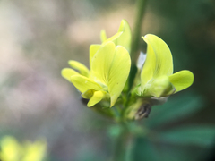 Medicago falcata