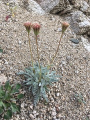 Chaenactis santolinoides