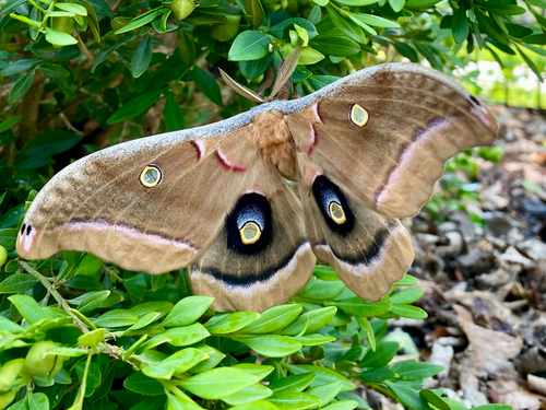 Polyphemus moth