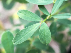 Medicago falcata