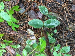 Lathyrus ochroleucus
