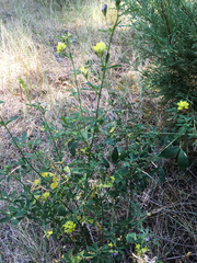 Medicago falcata