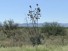 Yucca elata