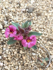 Diplacus constrictus