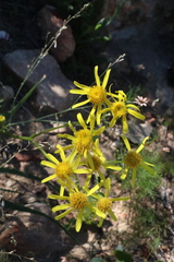 Senecio abruptus