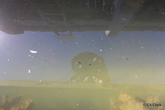 Monodactylus argenteus