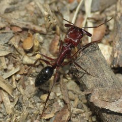 Odontomachus desertorum