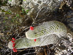 Mammillaria phitauiana