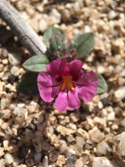 Diplacus constrictus