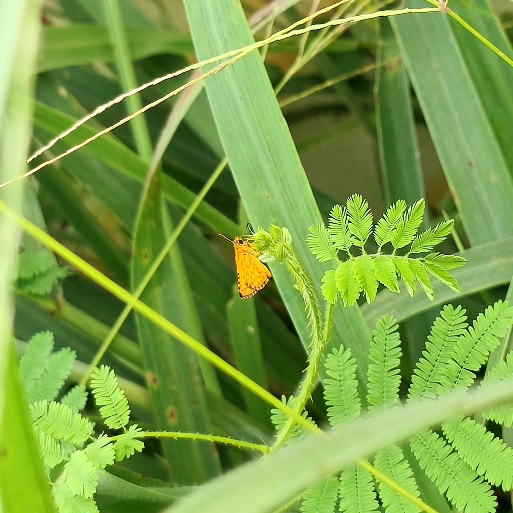 Bush Hopper