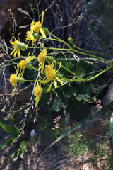 Senecio abruptus