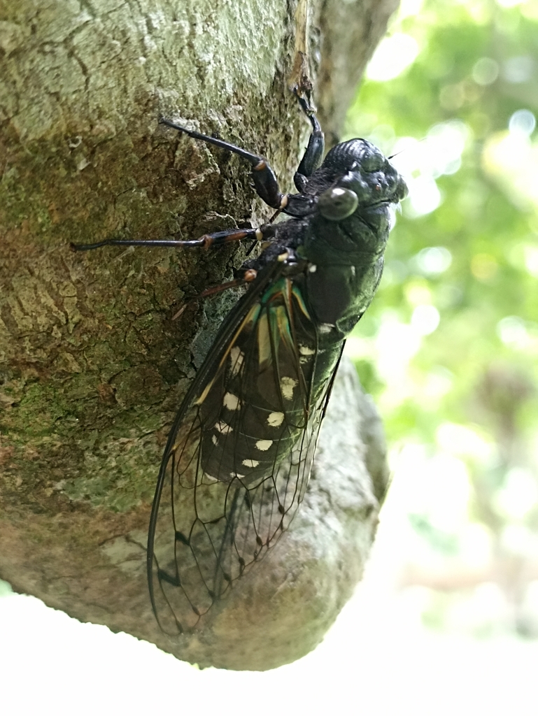 Champaka nigra