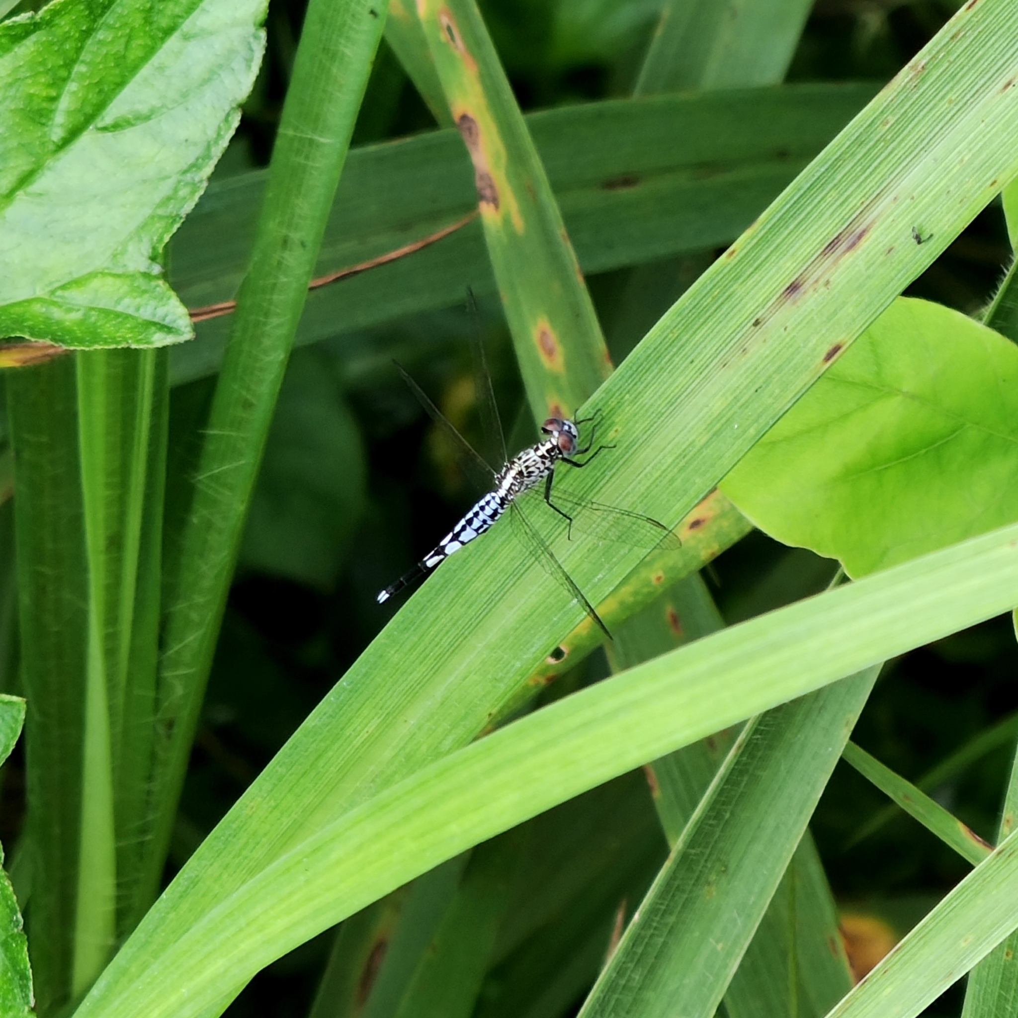 Trumpet-Tail