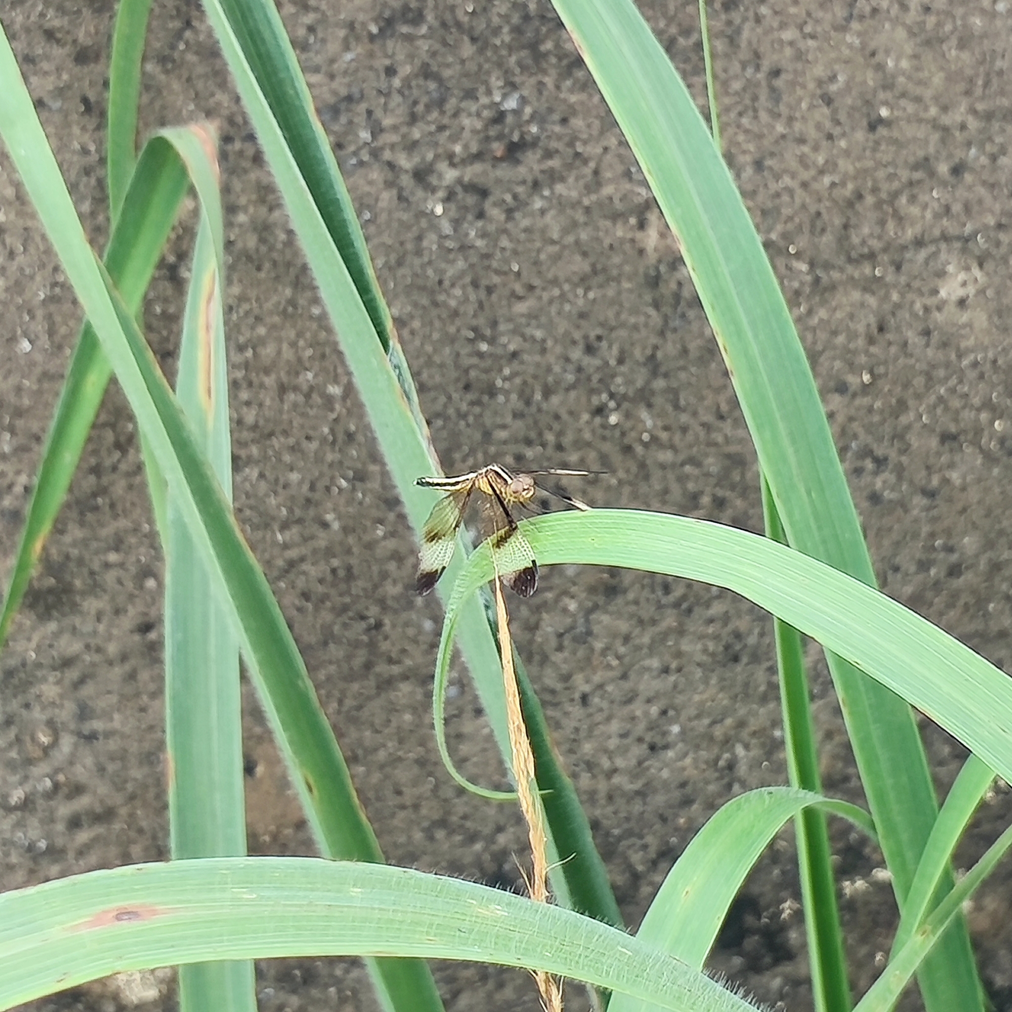 Pied Paddy Skimmer