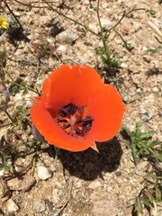 Calochortus kennedyi kennedyi
