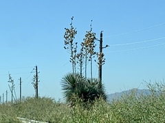 Yucca elata