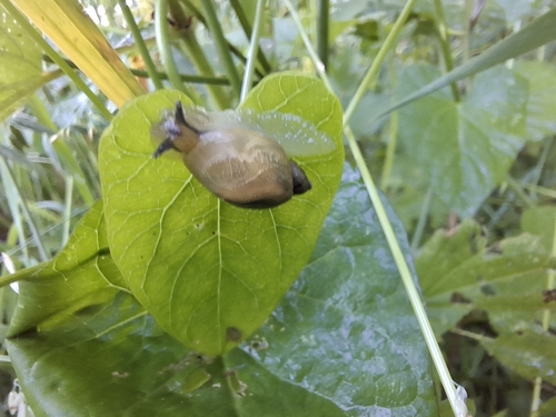 Succinea putris