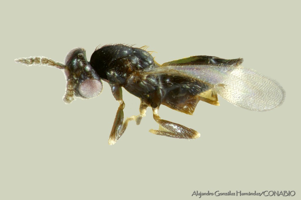 Baryscapus modestus