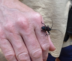 Ceroplesis orientalis