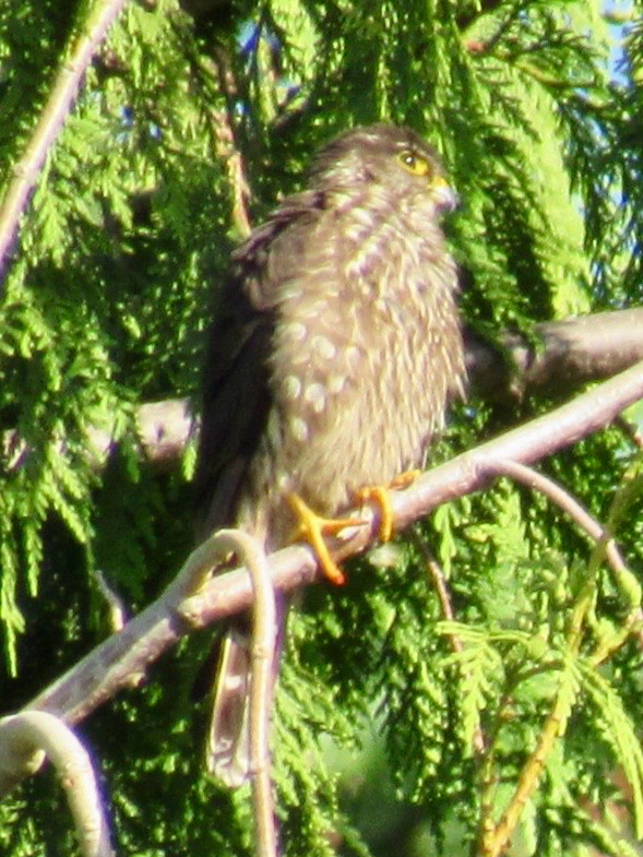 Merlin from Beach Ave, Sunshine Coast, BC, CA on June 11, 2025 at 07:25 ...