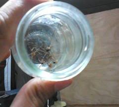 Leiobunum viridorsum