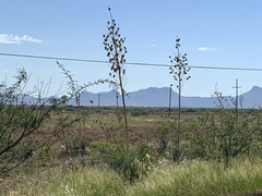 Yucca elata