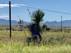 Yucca elata