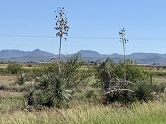 Yucca elata