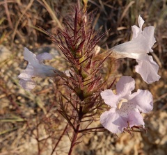 Agalinis densiflora