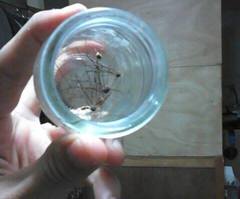 Leiobunum viridorsum