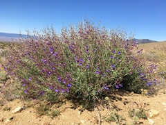 Penstemon incertus